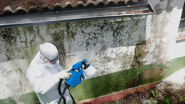 Trusted Black Mold Removal service in Oakhurst, NJ - Cheap Mold Removal